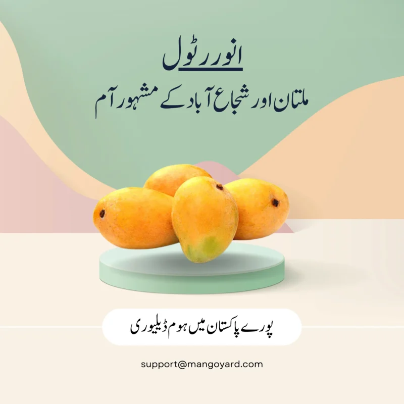 Anwar Ratol Mango انور رٹول Export Quality