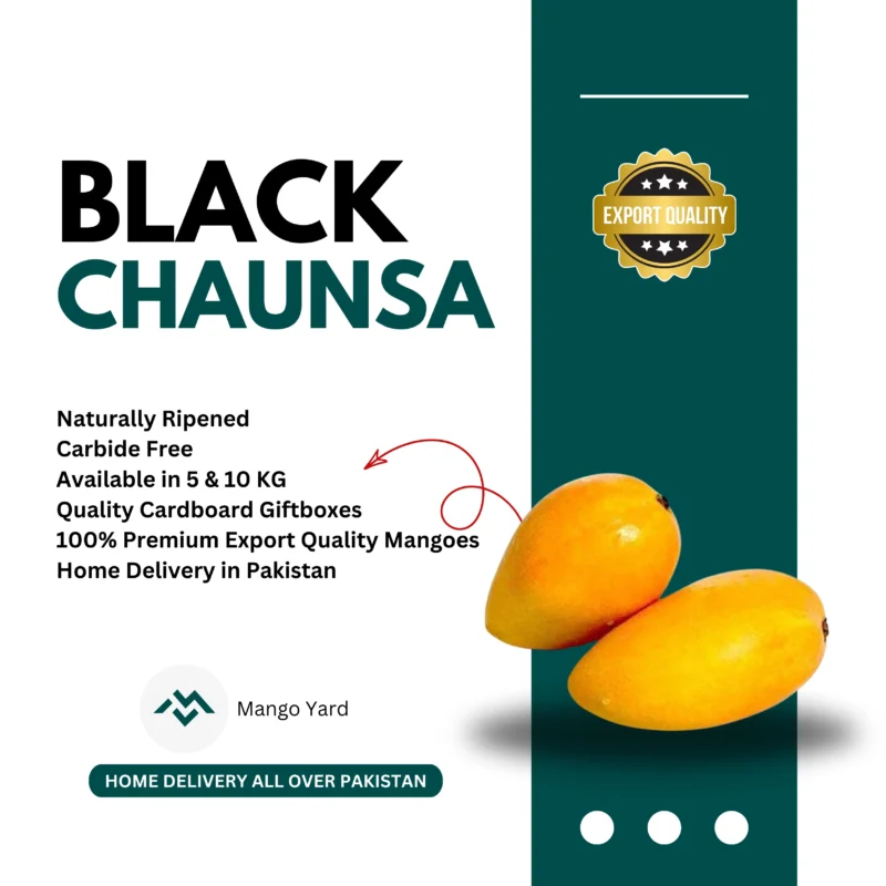 Black Chaunsa Mango Export Quality in Pakistan
