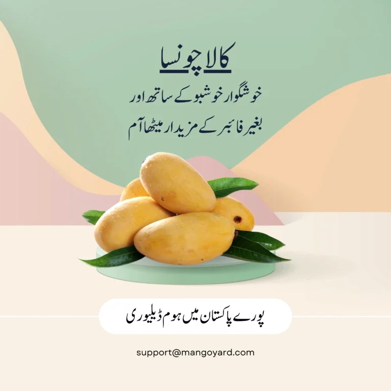 Black Chaunsa Mango Export Quality in Pakistan