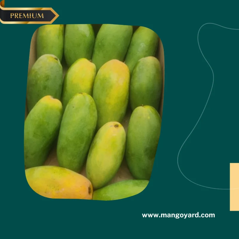 Close-up of Premium Quality Dussehri Mangoes available at Mango Yard, Pakistan
