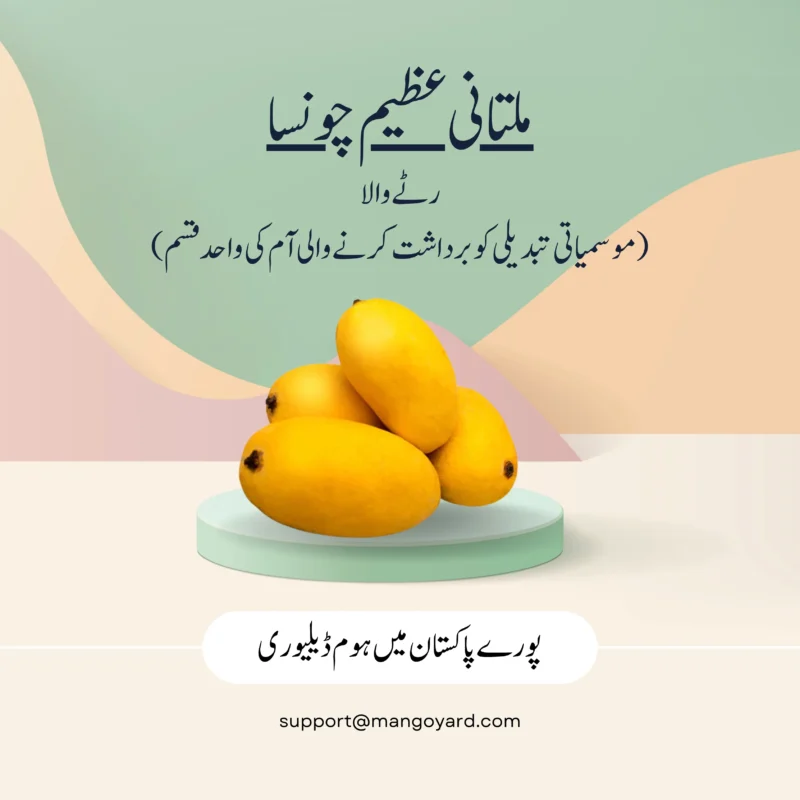 Azeem Chaunsa Mango Export Quality – Rattewala