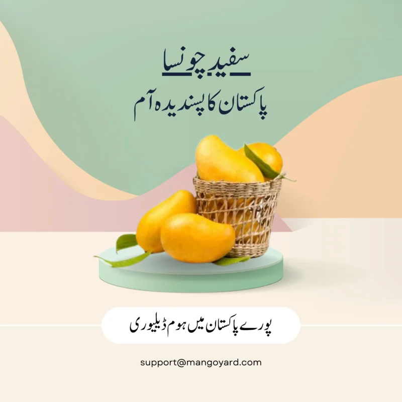 White Chaunsa Mango Export Quality in Pakistan