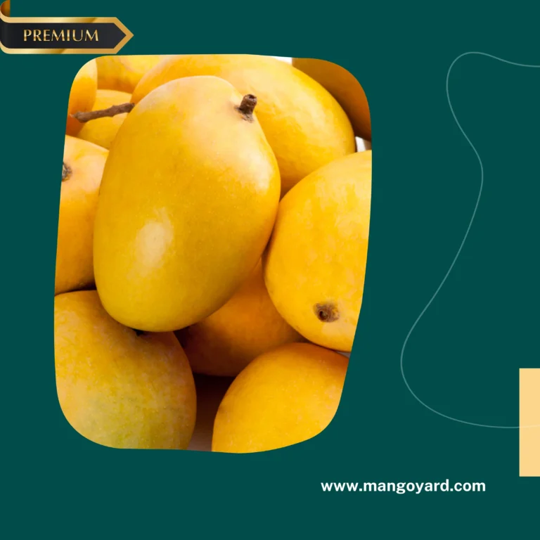 A close-up of fresh Anwar Ratol Multani Mangoes with their rich yellow skin and smooth texture.